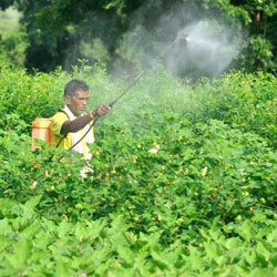 Quality Pesticide